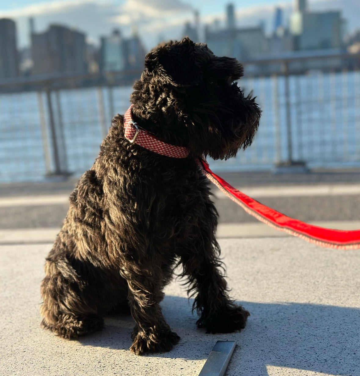Rosehip & Dove - Classic Collection - Luxury Dog Collar