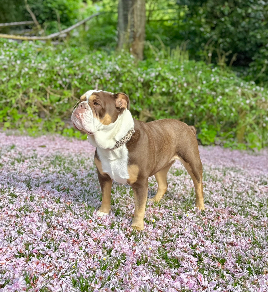 Black & Tan - Spring/Summer '23 Collection - Luxury Dog Collar