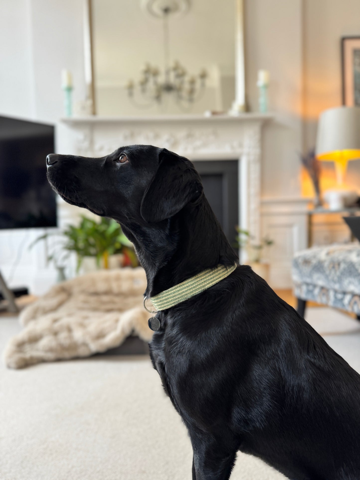 Pistachio - Tutti Collection - Luxury Dog Collar