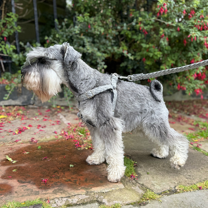 Slate - Luxury Dog Lead