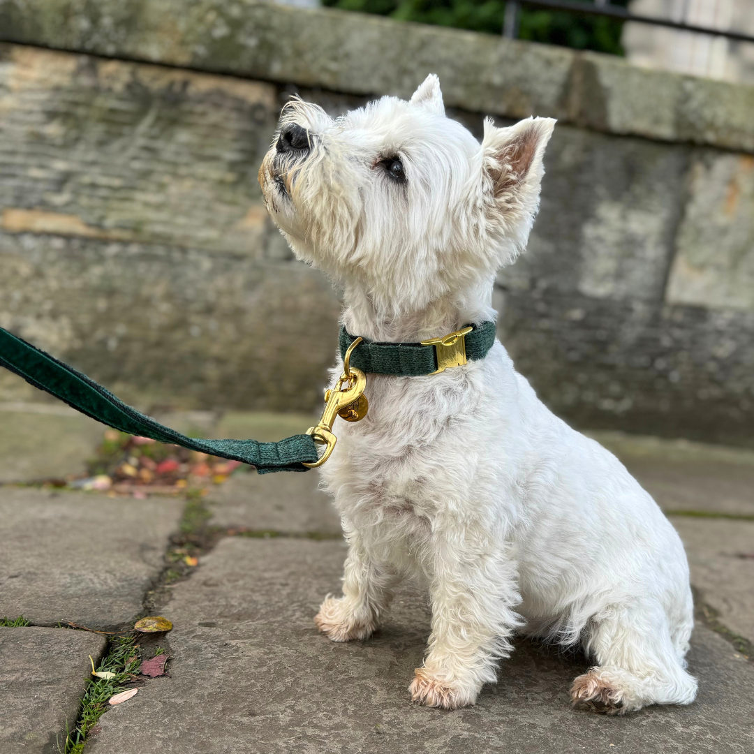 Tundra - The Holly Collection - Collar, Lead & Bow Tie Set