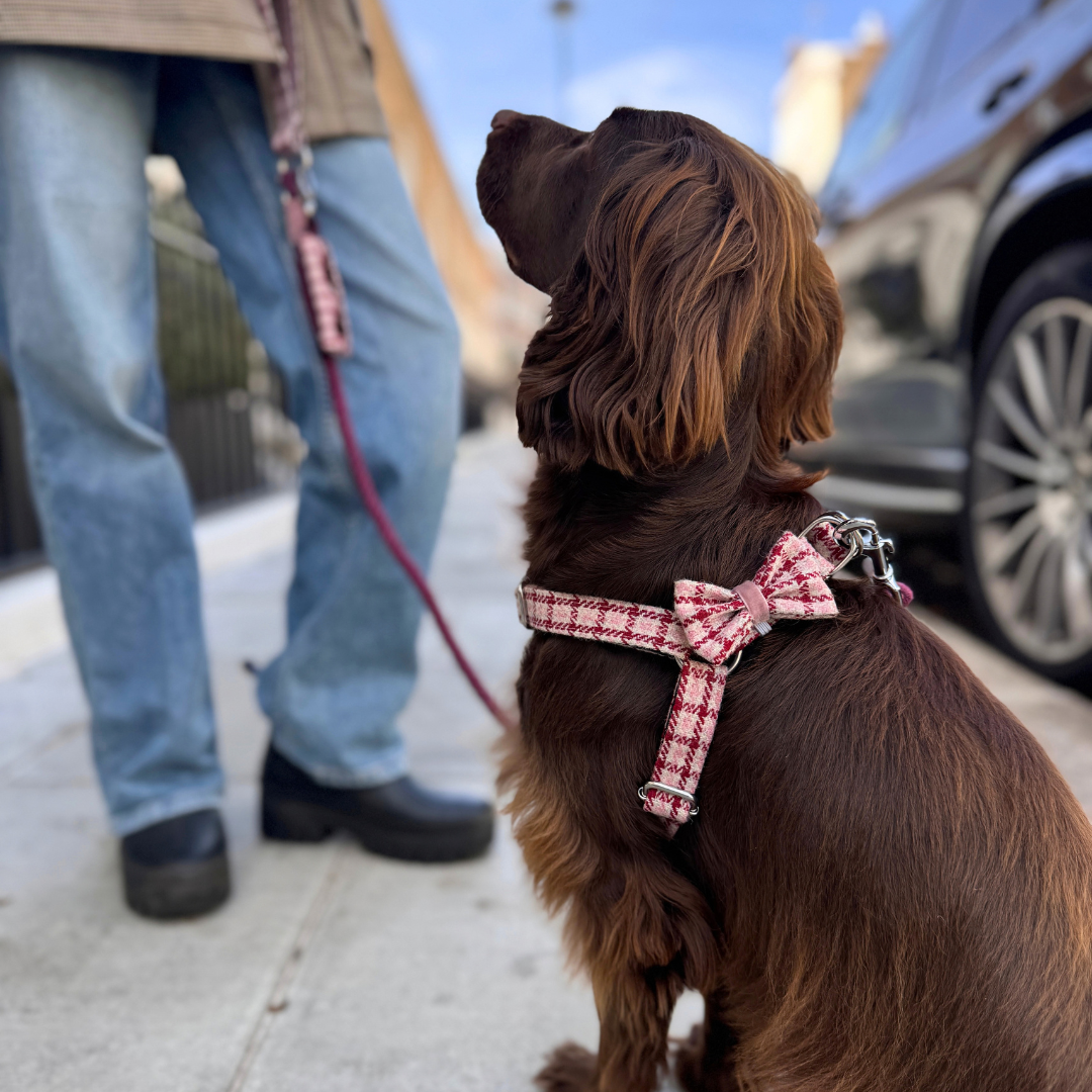 The Fearnan Design - Luxury Dog Harness - Glenlyon Collection