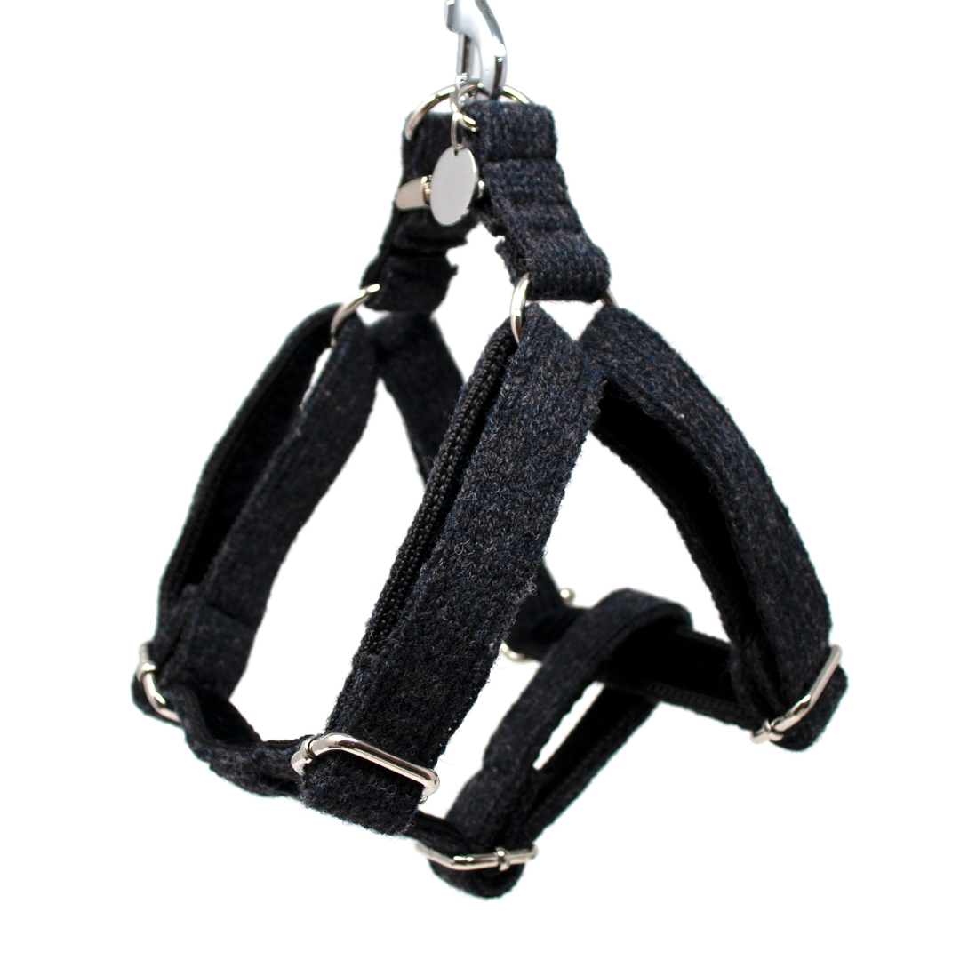 3 Steps How to train your dog to wear a harness Stocky & Dee