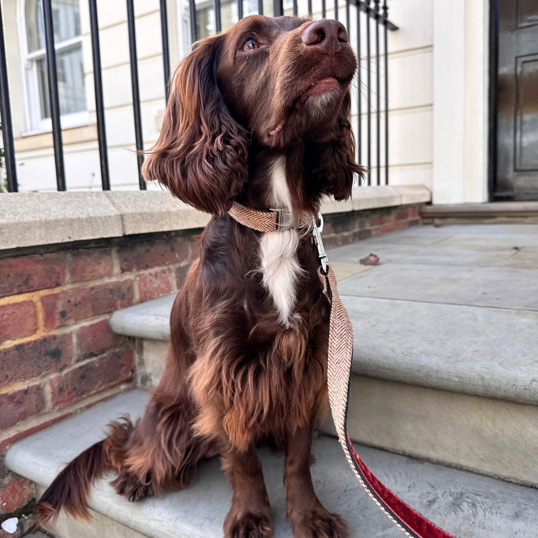 The Tummel Design - Luxury Dog Collar - Glenlyon Collection