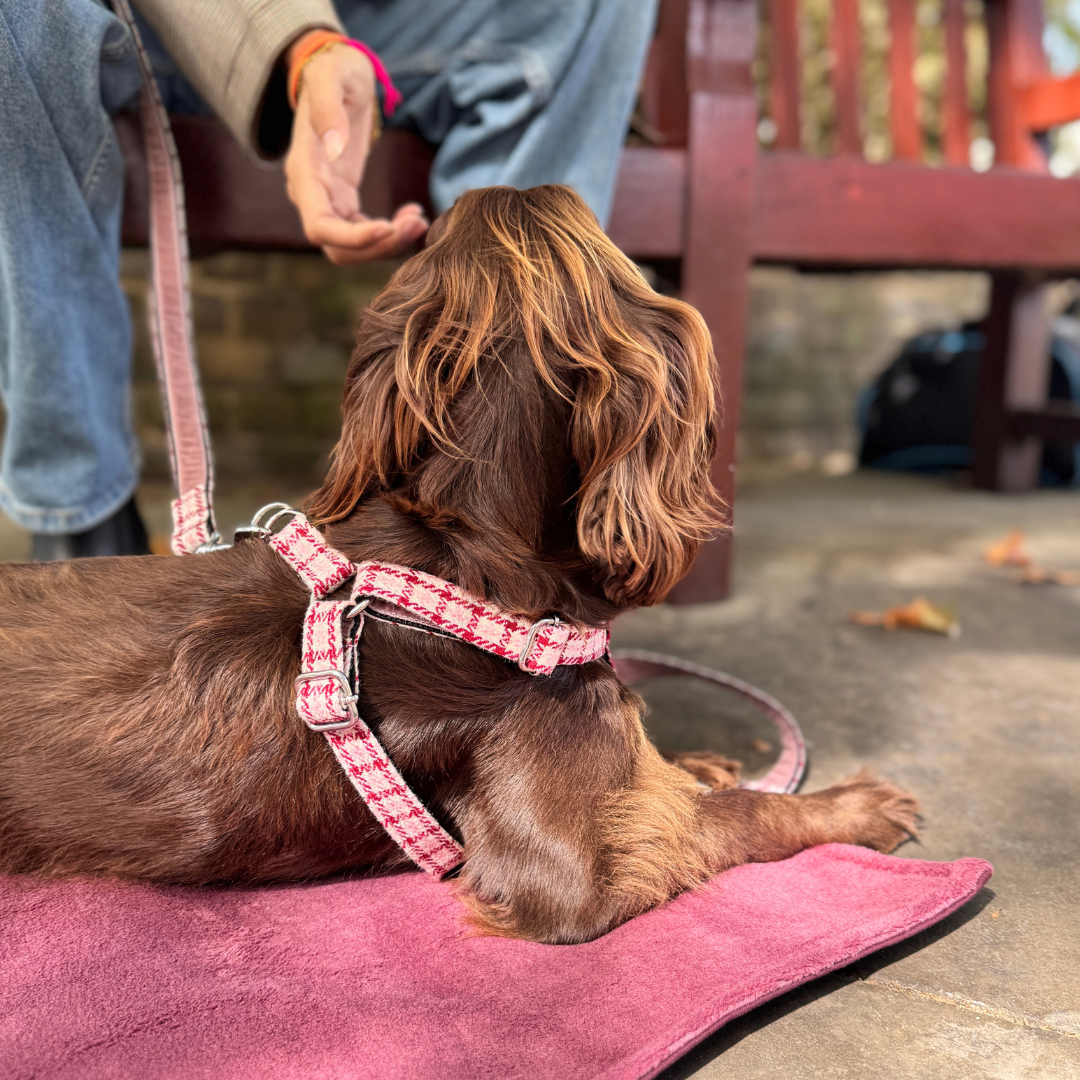 The Fearnan Design - Luxury Dog Harness - Glenlyon Collection