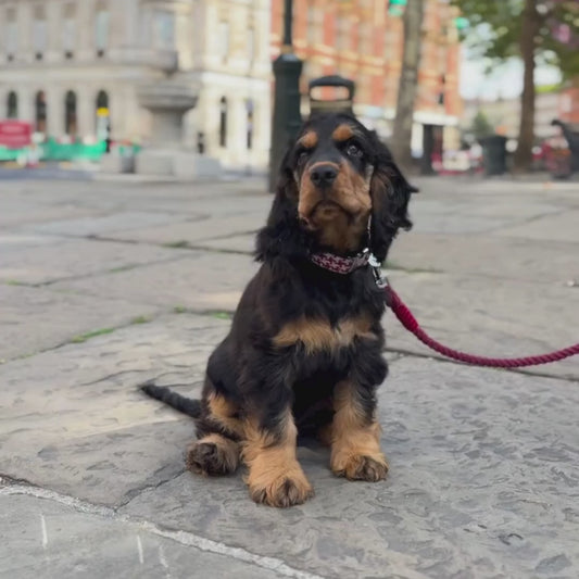 Knightsbridge - Houndstooth Collection - Luxury Dog Collar