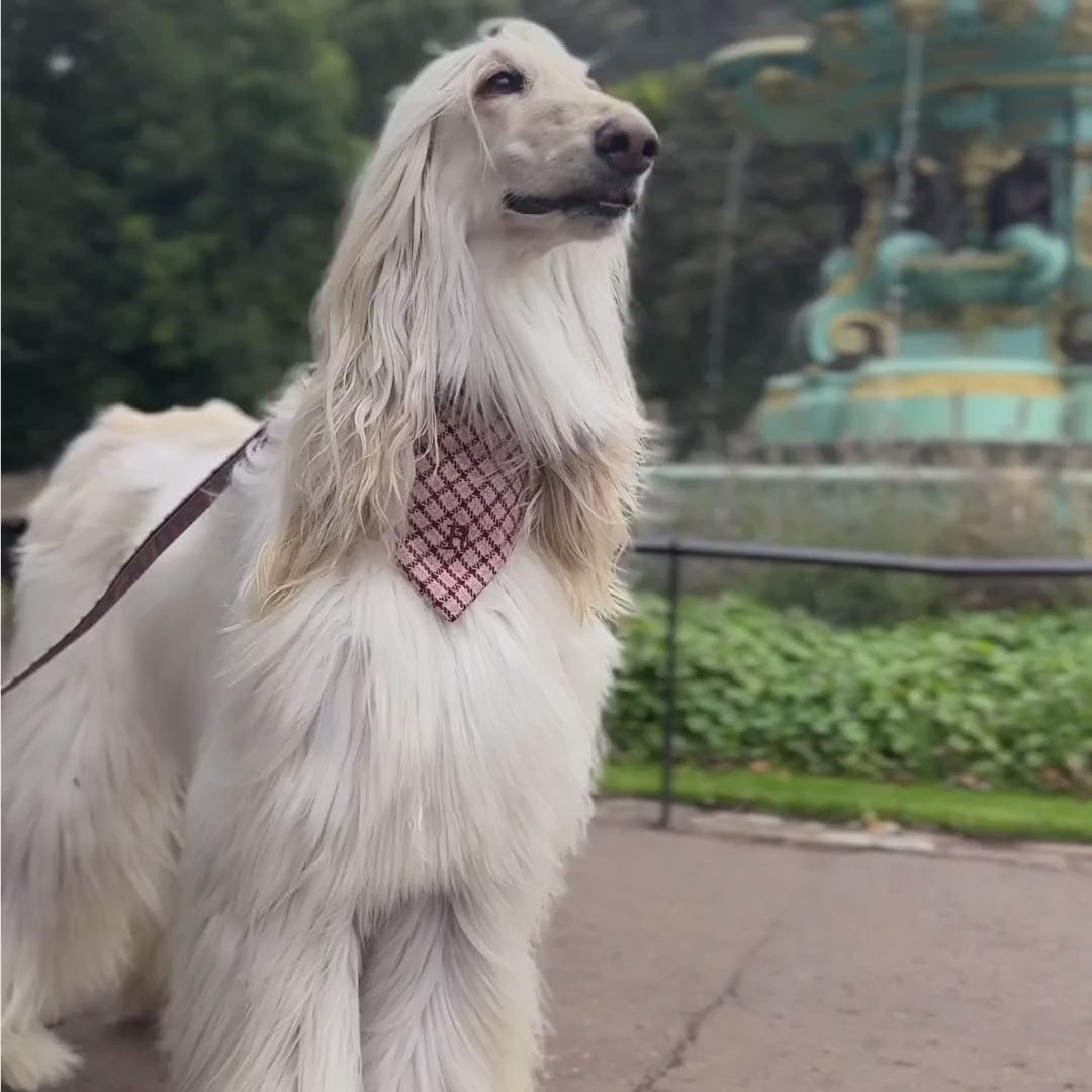 The Fearnan Design - Luxury Dog Collar - Glenlyon Collection