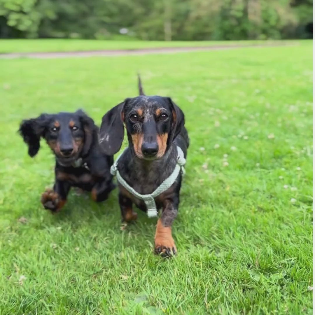 Green & Dove - Classic Collection - Luxury Dog Harness