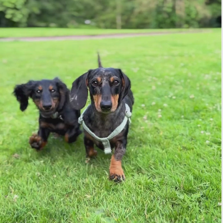 Green & Dove - Classic Collection - Luxury Dog Harness