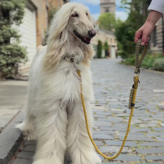 Richmond - Houndstooth '25 Collection - Luxury Dog Collar