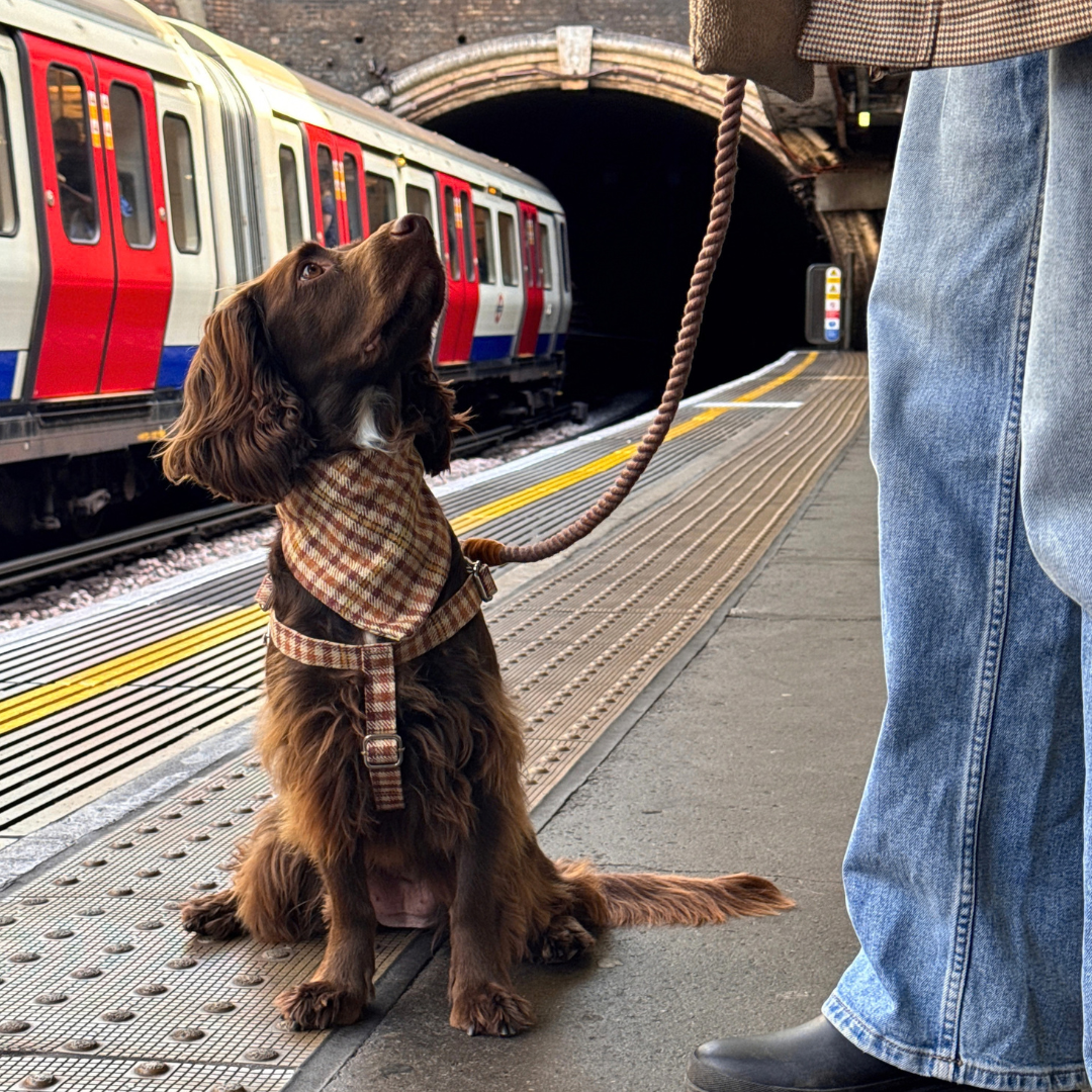 The Atholl Design - Dog Bandana - Glenlyon Collection