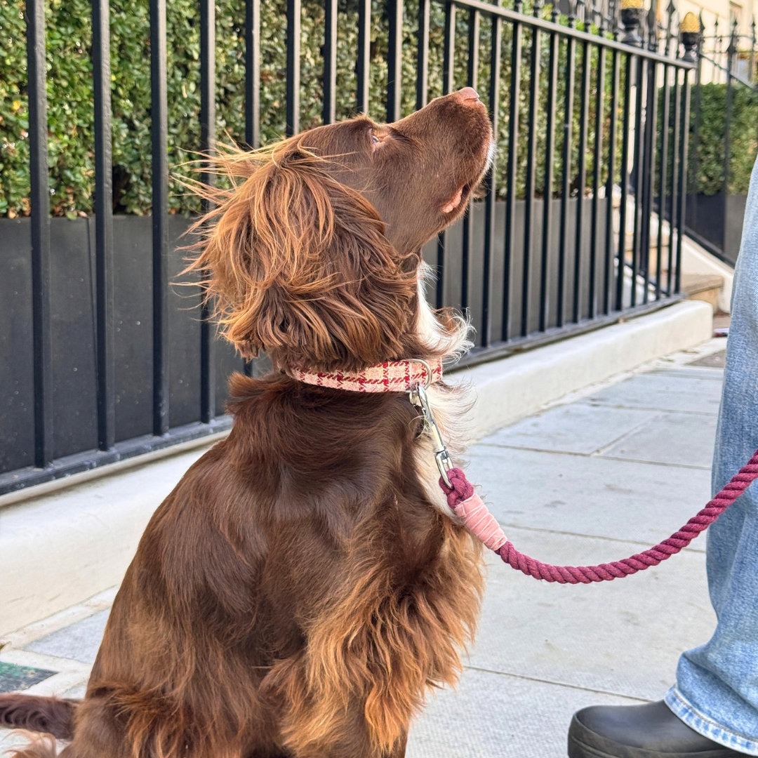 The Fearnan Design - Rope Dog Lead - Glenlyon Collection