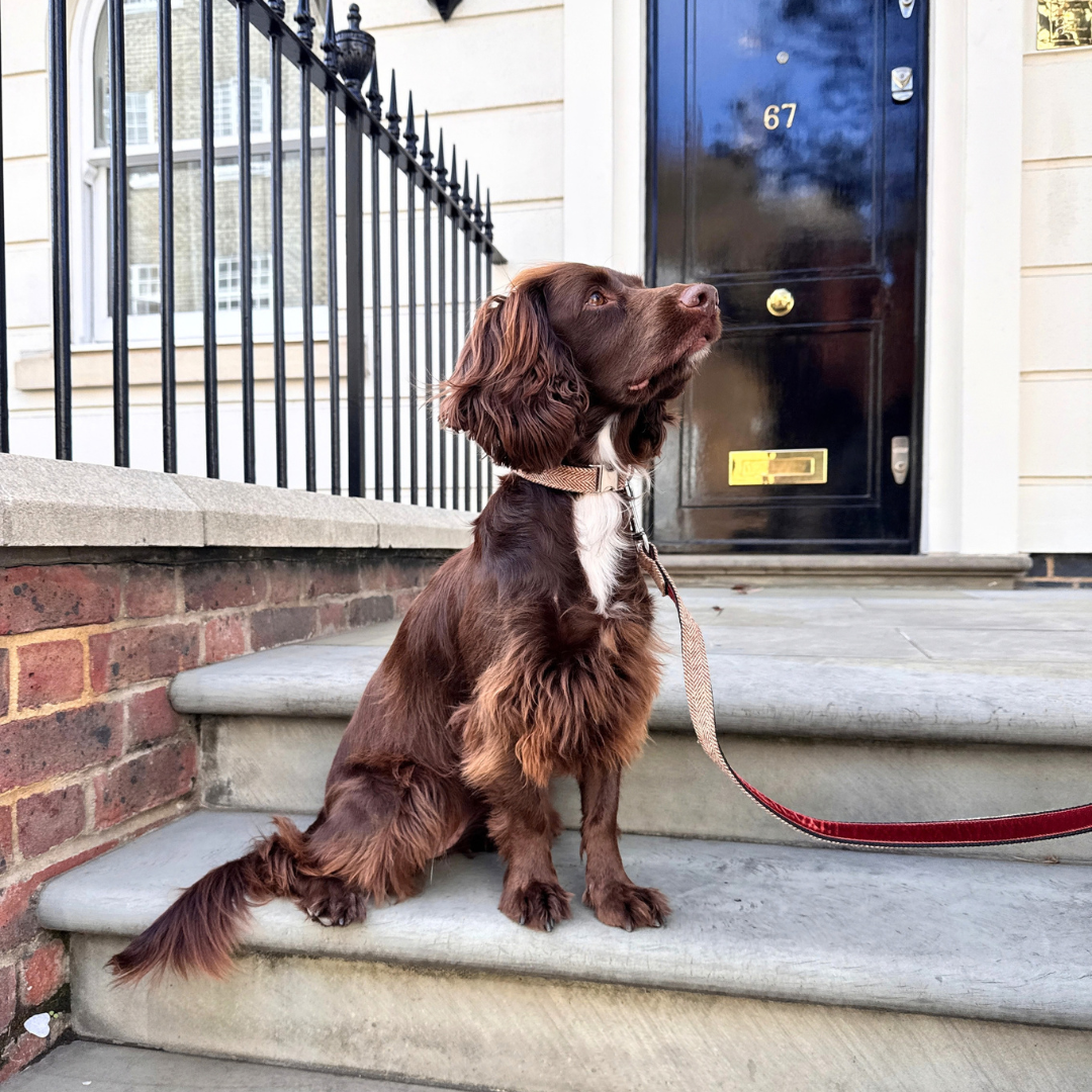 The Tummel Design - Collar, Lead & Bow Tie Bundle - Glenlyon Collection