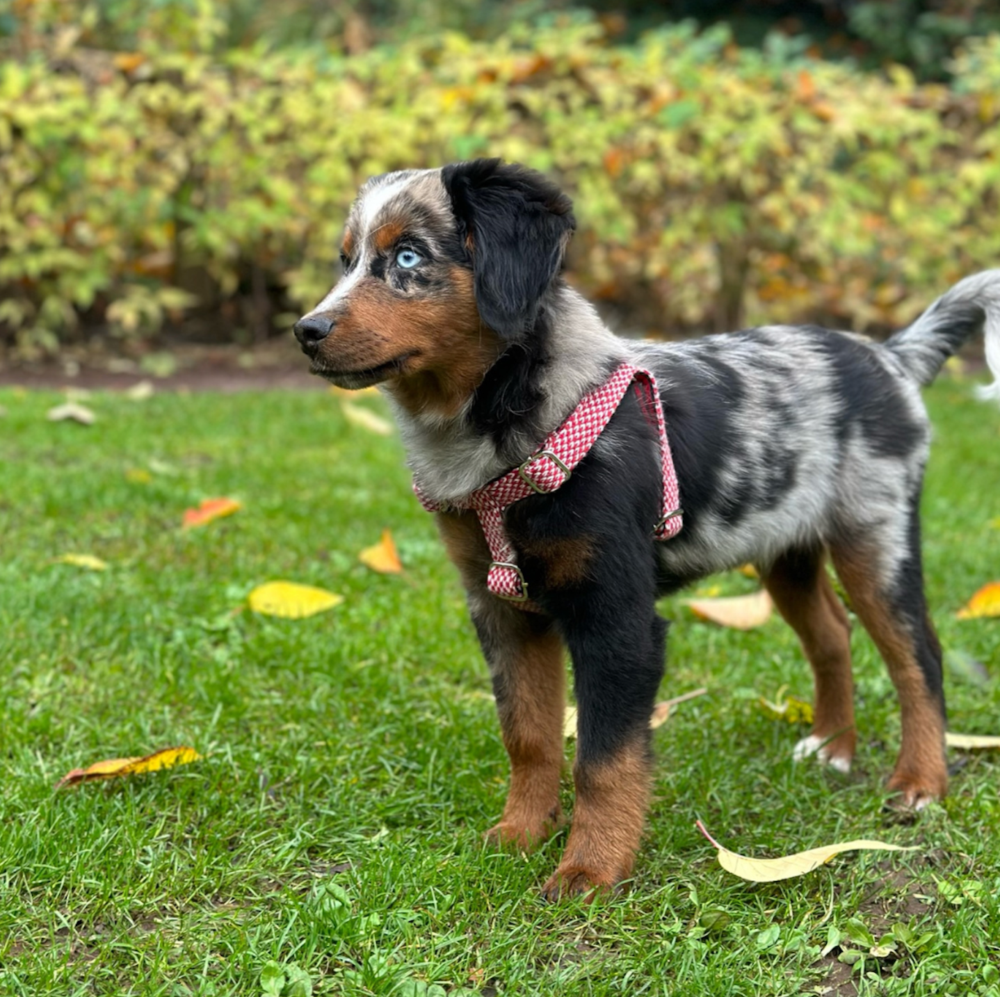 Rosehip & Dove - Bespoke Gift Hamper