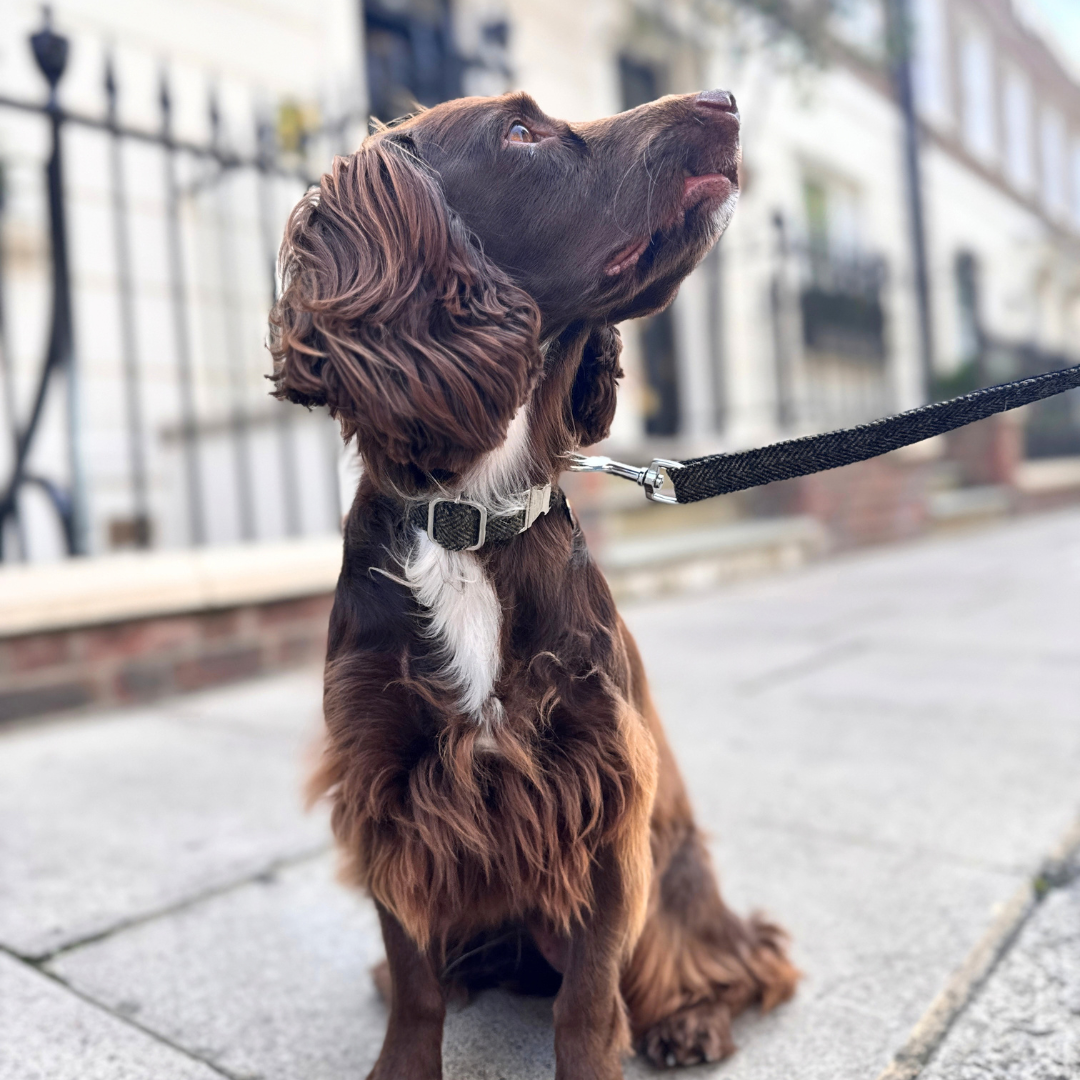 The Kenmore Design - Luxury Dog Lead - Glenlyon Collection