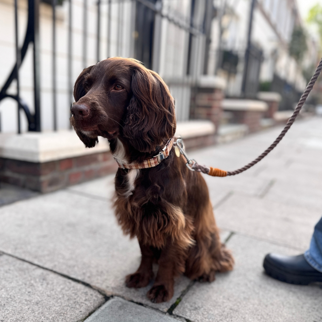 The Atholl Design - Luxury Dog Collar - Glenlyon Collection