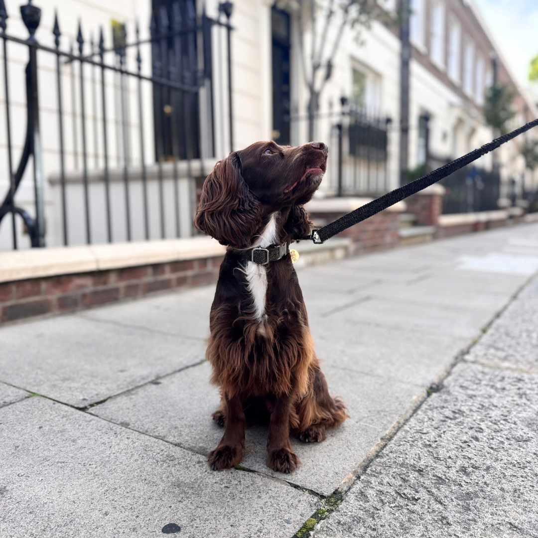 The Kenmore Design - Collar, Lead & Bow Tie Bundle - Glenlyon Collection