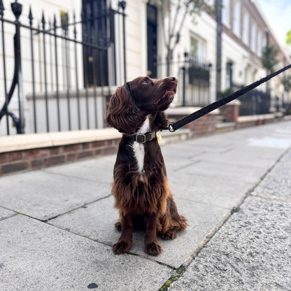 The Kenmore Design - Luxury Dog Collar - Glenlyon Collection