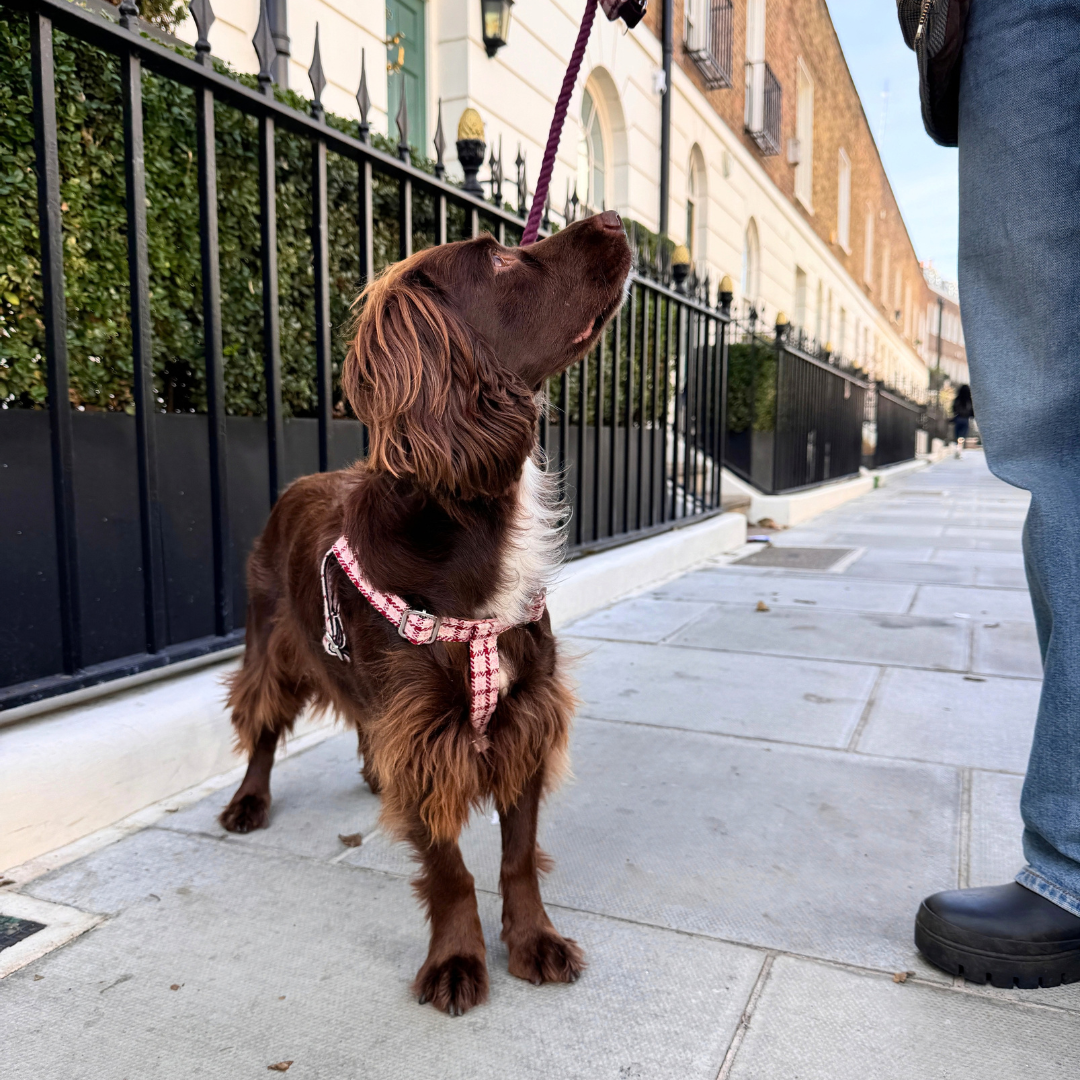 The Fearnan Design - Luxury Dog Harness - Glenlyon Collection