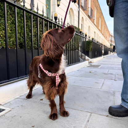 The Fearnan Design - Luxury Dog Harness - Glenlyon Collection