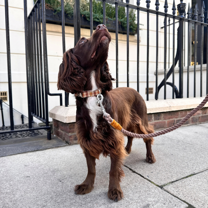 The Atholl Design - Luxury Dog Collar - Glenlyon Collection