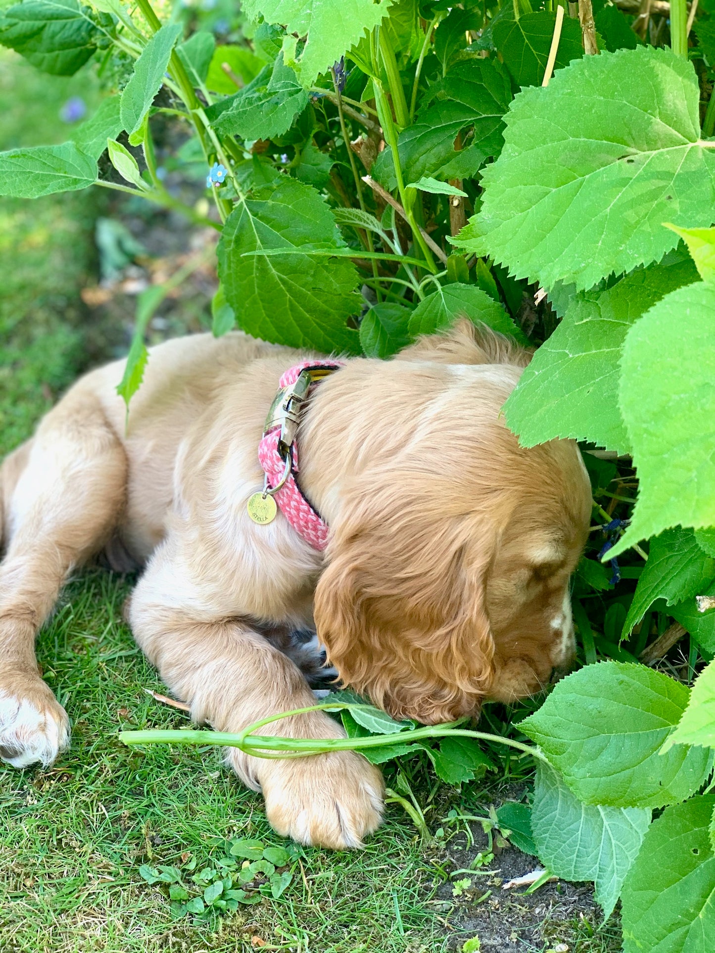 Geranium & Dove - Harris Design - Handmade Dog Collar