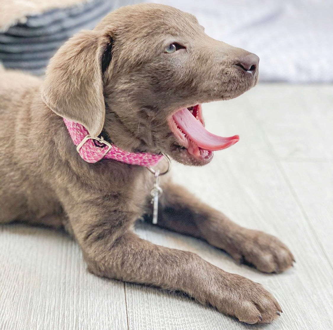 Pink & Dove - Classic Collection - Luxury Dog Collar
