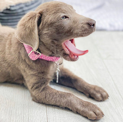 Pink & Dove - Classic Collection - Luxury Dog Collar
