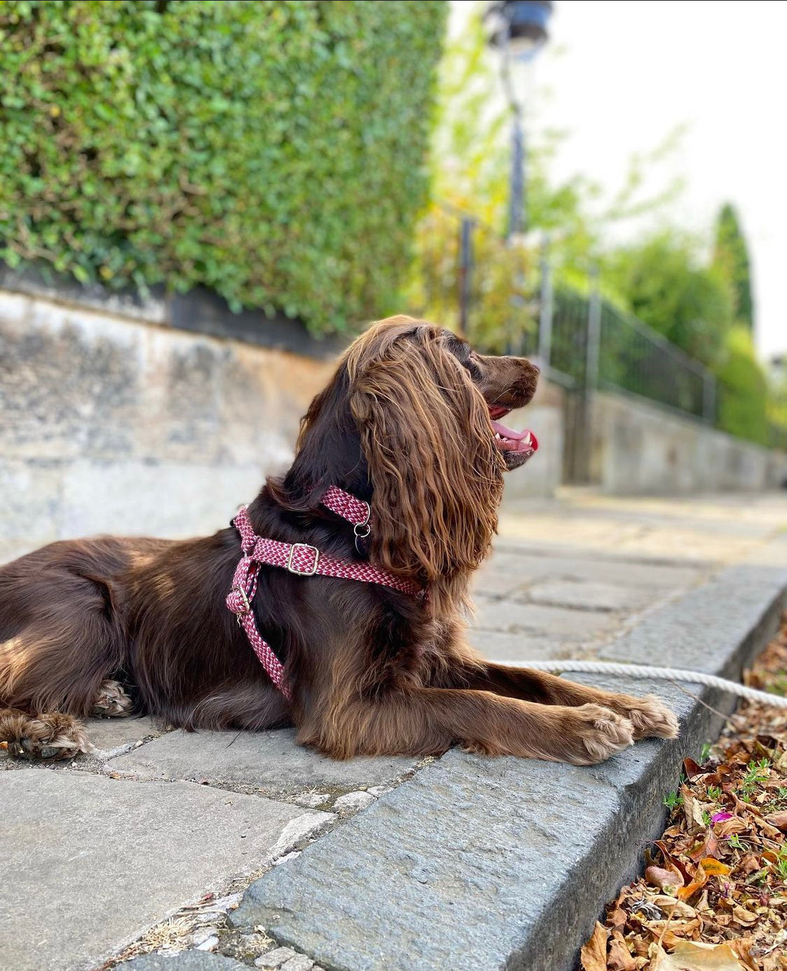 Rosehip Dove Harris Design Luxury Dog Harness – Stocky Dee