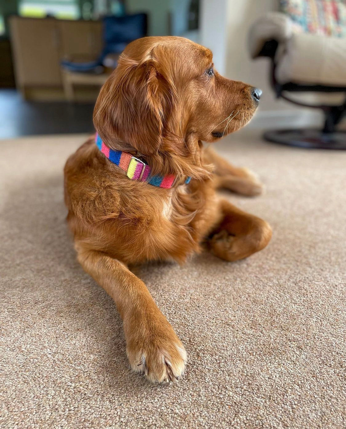 Rainbow Charity Collection - Luxury Dog Collar