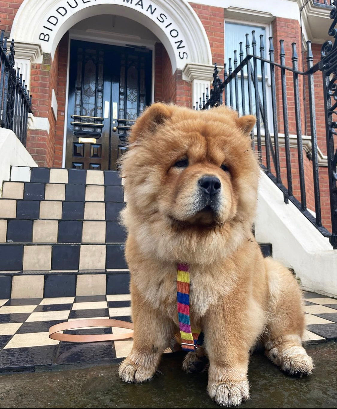 Rainbow - Charity Collection - Luxury Dog Harness