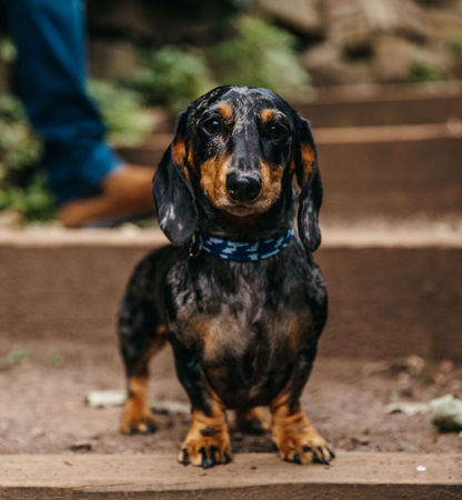Navy & Porcelain - Vine Design - Luxury Dog Collar