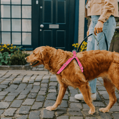 Bespoke Design: Geranium & Pink - Barclay Design - Luxury Dog Harness