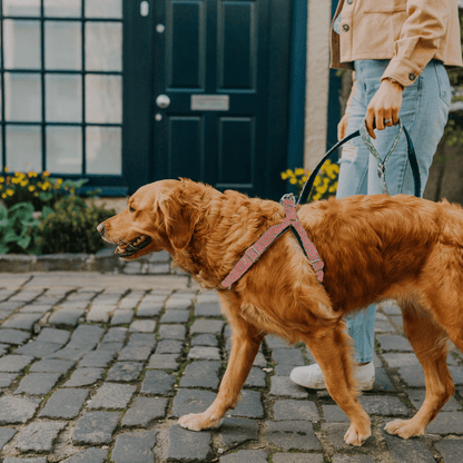 Bespoke Design: Geranium & Green - Harris Design - Luxury Dog Harness