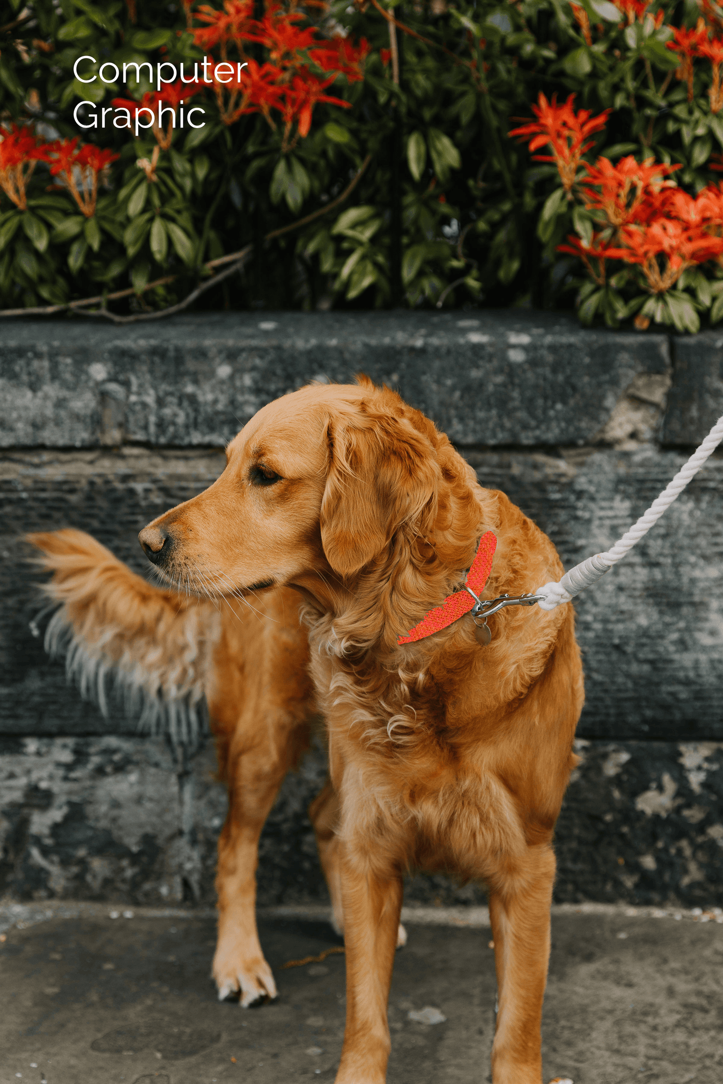 Bespoke Design: Geranium & Orange - Barclay Design - Handmade Dog Collar