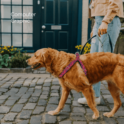 Bespoke Design: Geranium & Purple - Kerr Design - Luxury Dog Harness