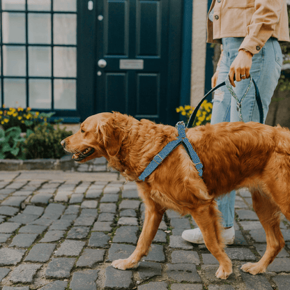 Bespoke Design: Green & Royal Blue - Harris Design - Luxury Dog Harness