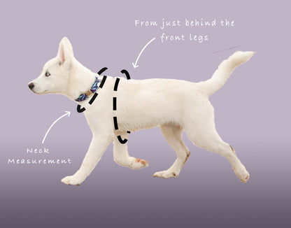 Bespoke Design: Purple & Dove - Harris Design - Luxury Dog Harness
