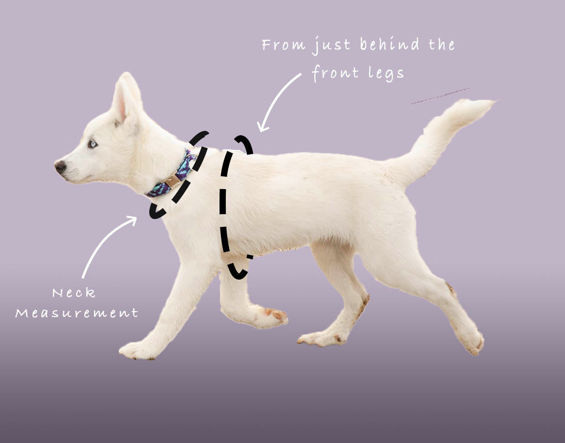 Bespoke Design: Purple & Dove - Kerr Design - Luxury Dog Harness