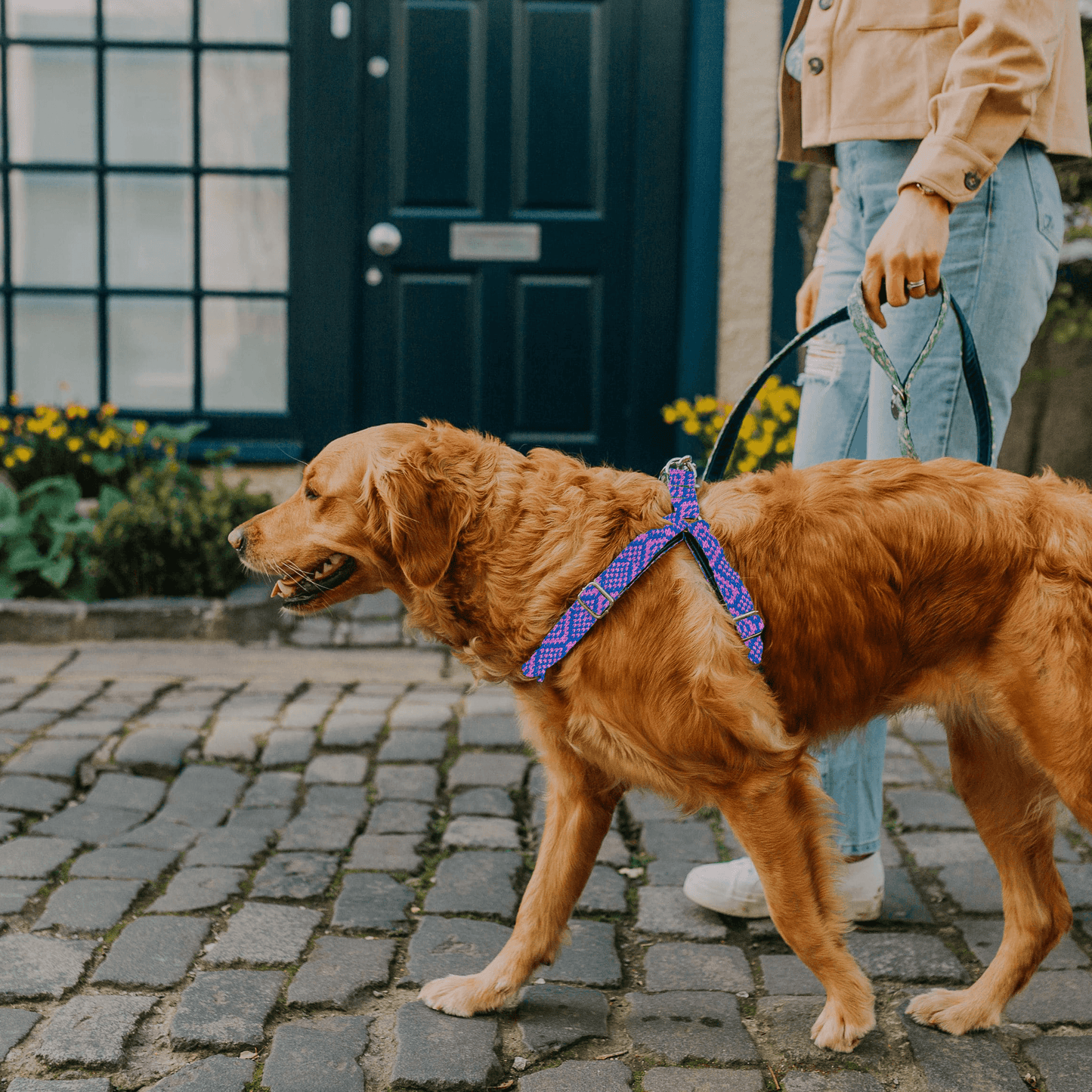 Bespoke Design: Royal Blue & Pink - Barclay Design - Luxury Dog Harness
