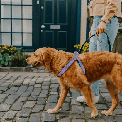 Bespoke Design: Turquoise & Pink - Harris Design - Luxury Dog Harness