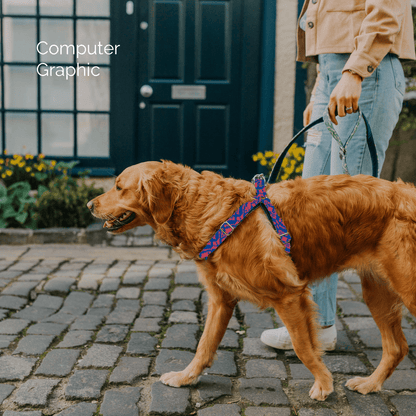 Bespoke Design: Geranium & Royal Blue - Kerr Design - Luxury Dog Harness