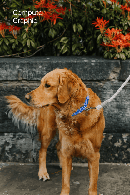 Bespoke Design: Lilac & Royal Blue - Barclay Design - Handmade Dog Collar