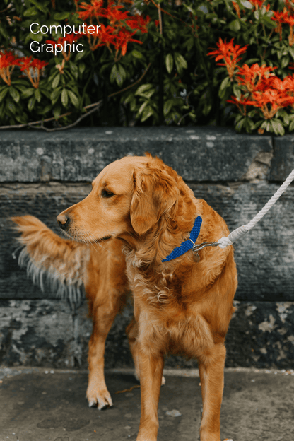 Bespoke Design: Navy & Royal Blue - Harris Design - Handmade Dog Collar