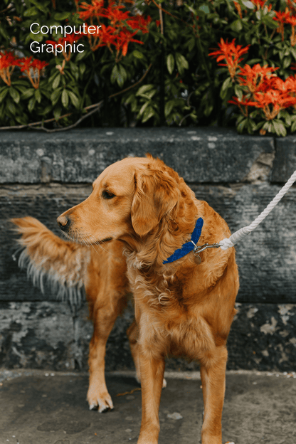 Bespoke Design: Navy & Royal Blue - Kerr Design - Handmade Dog Collar
