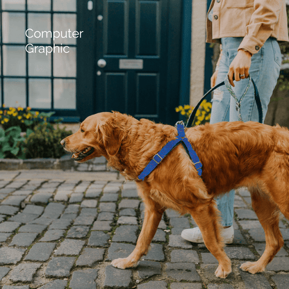 Bespoke Design: Purple & Royal Blue - Barclay Design - Luxury Dog Harness