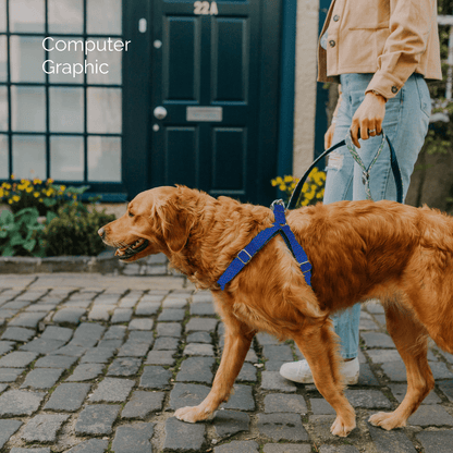 Bespoke Design: Purple & Royal Blue - Harris Design - Luxury Dog Harness