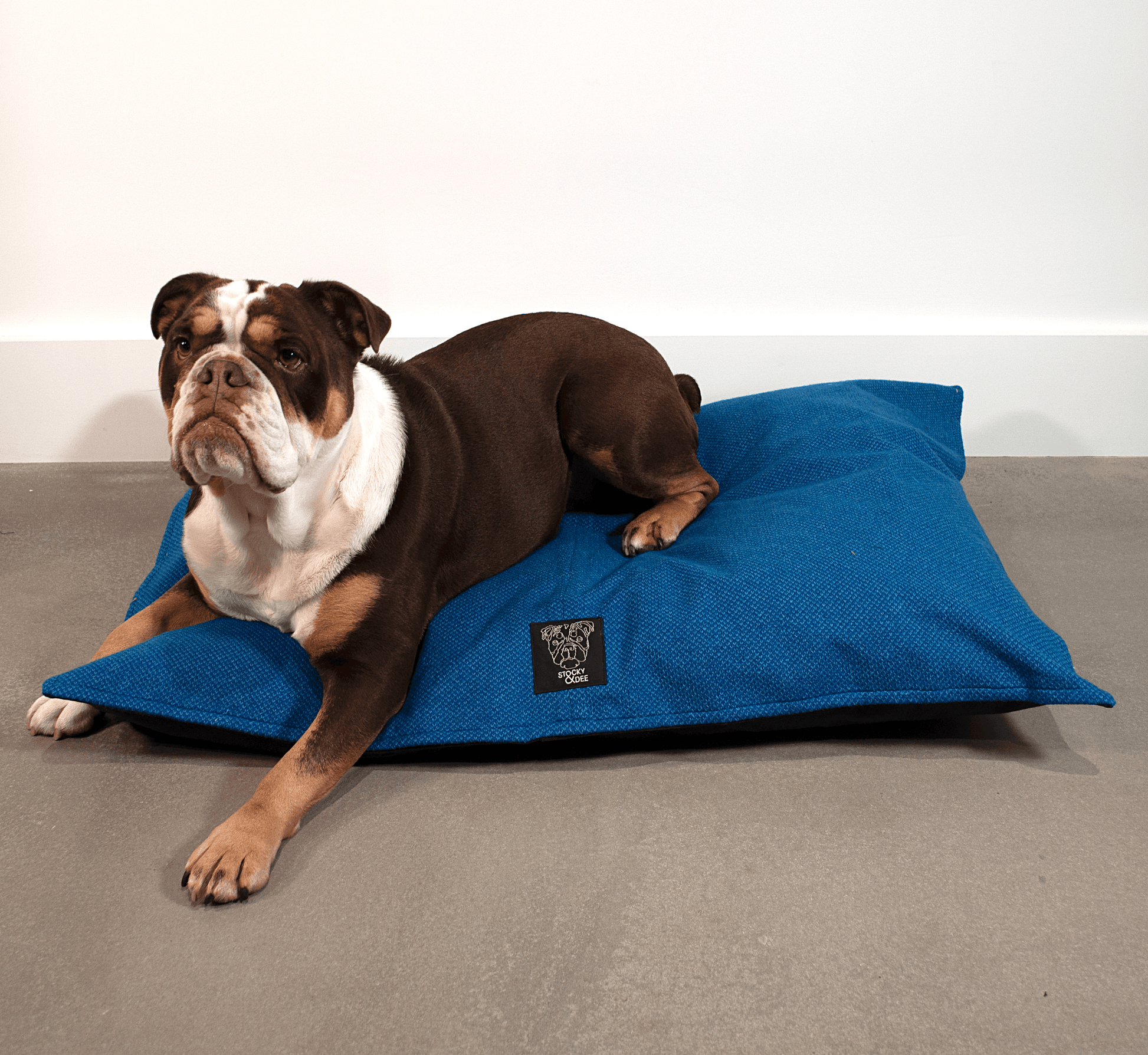 Royal blue top dog bed