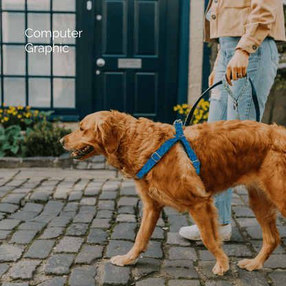 Bespoke Design: Turquoise & Royal Blue - Kerr Design - Luxury Dog Harness