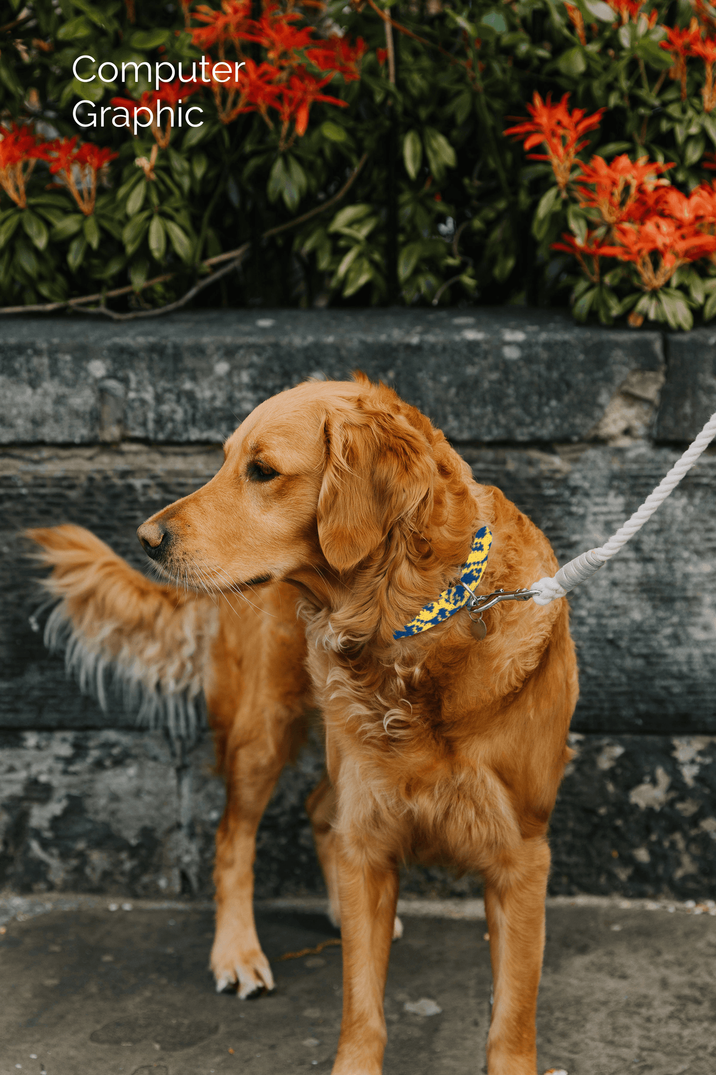 Bespoke Design: Royal Blue & Yellow - Kerr Design - Handmade Dog Collar